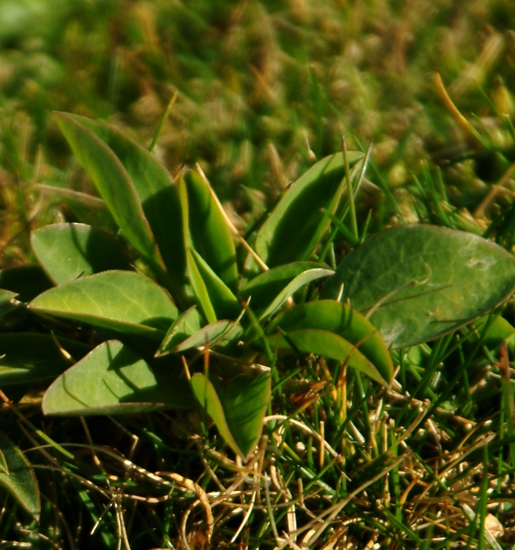 Che pianta ? Linum capitatum